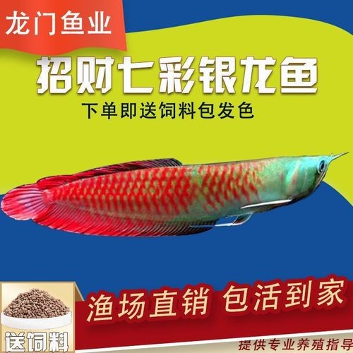 銀龍魚幼苗圖片 龍魚論壇 第23張 銀龍魚幼苗圖片 銀龍魚幼苗圖片 龍魚論壇 第23張