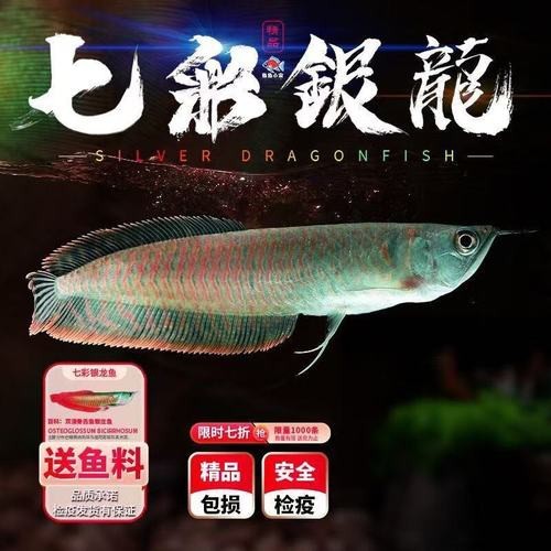 銀龍魚幼苗圖片 銀龍魚幼苗圖片 龍魚論壇 第26張