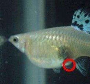 紅箭魚懷孕的6大表現 紅箭魚懷孕的6大表現 龍魚論壇 第4張