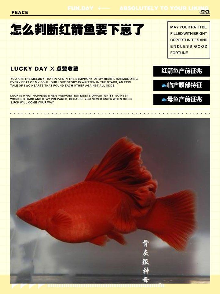 紅箭魚懷孕的6大表現 紅箭魚懷孕的6大表現 龍魚論壇 第7張