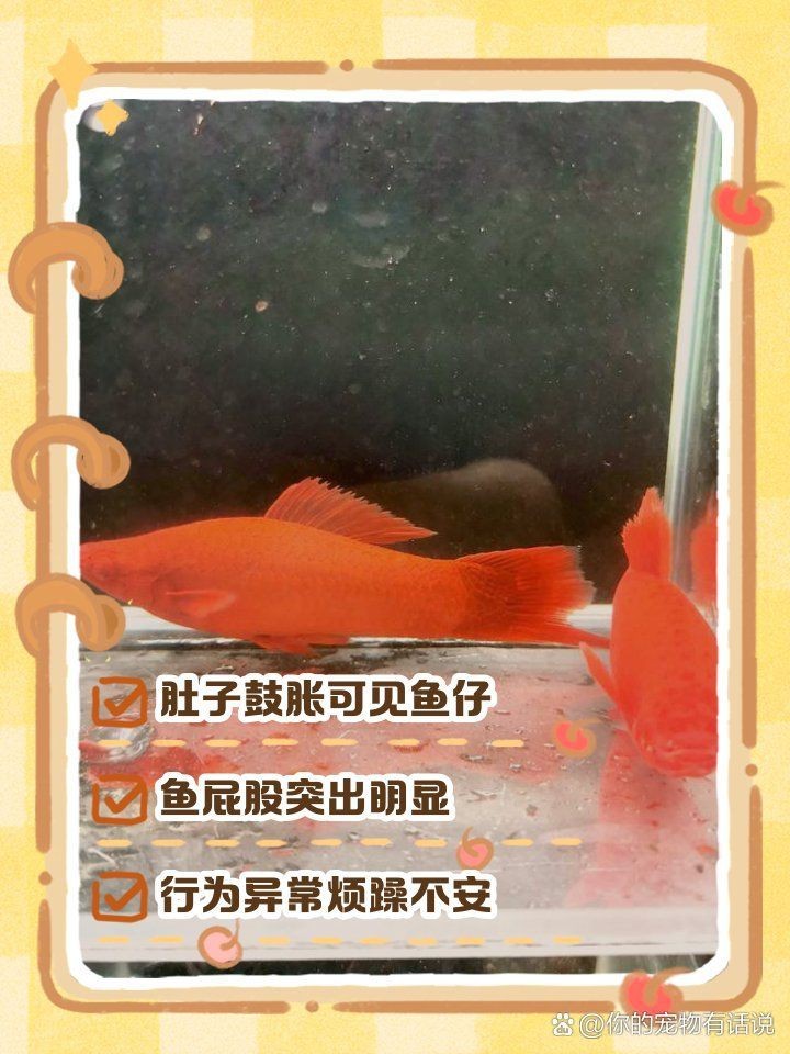 紅箭魚懷孕的6大表現 紅箭魚懷孕的6大表現 龍魚論壇 第9張