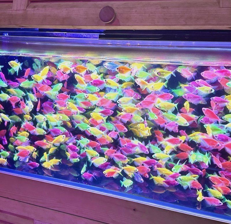 附近魚缸店500米內(nèi) 附近魚缸店500米內(nèi) 龍魚論壇 第6張