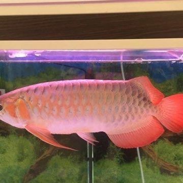 紅頭魚觀賞魚