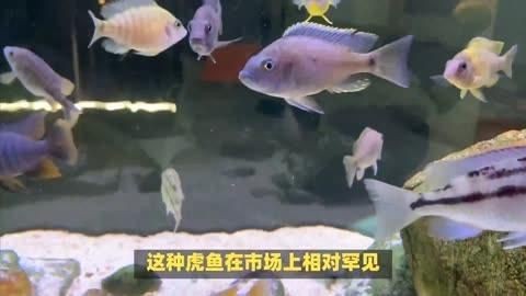 虎魚最出名的三個品種