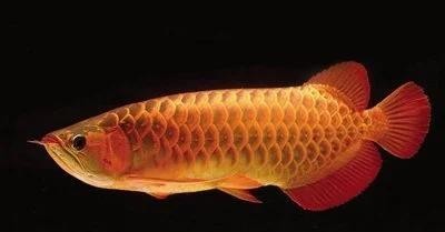 如何判斷龍魚是否活力不足？ 如何判斷龍魚是否活力不足？ 龍魚百科 第2張