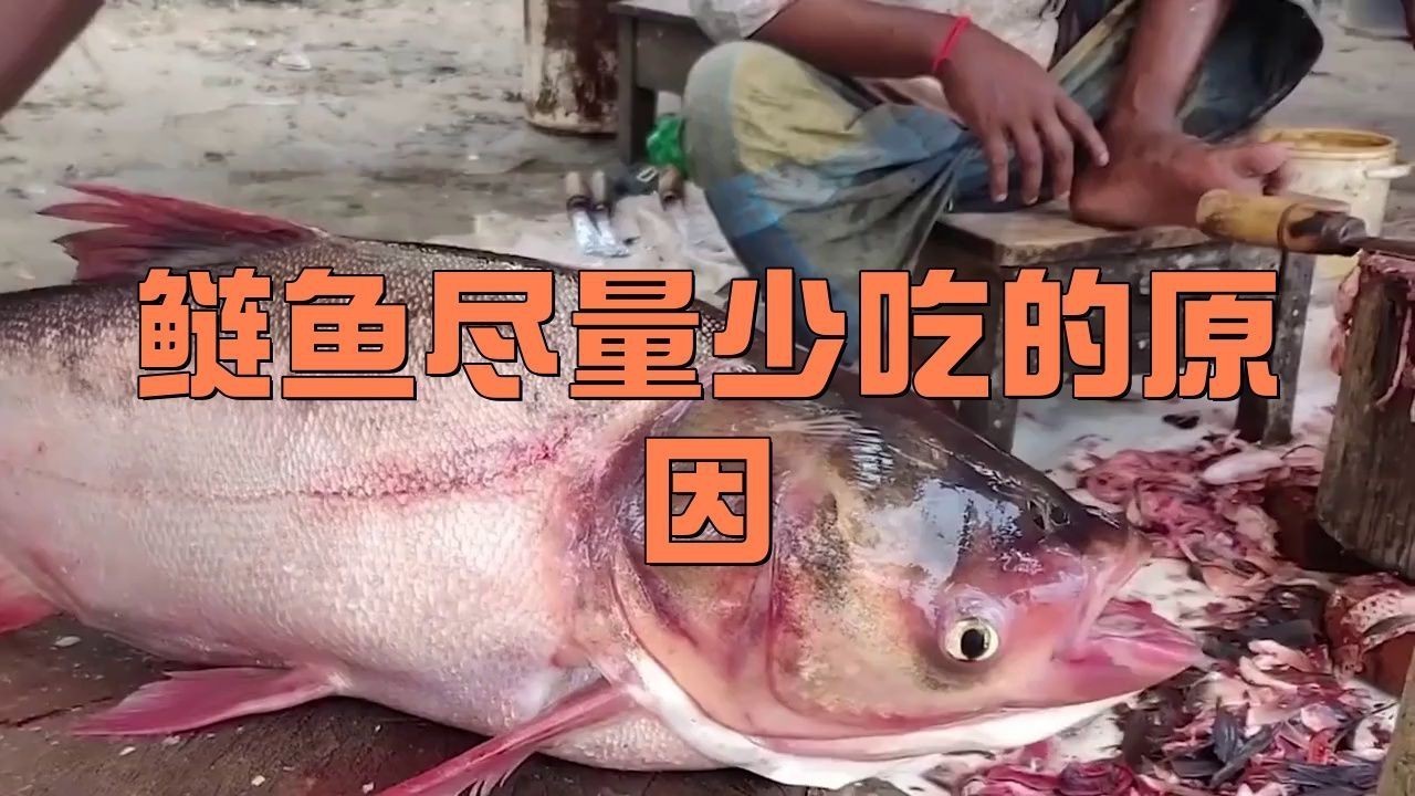 海鰱魚盡量少吃的原因