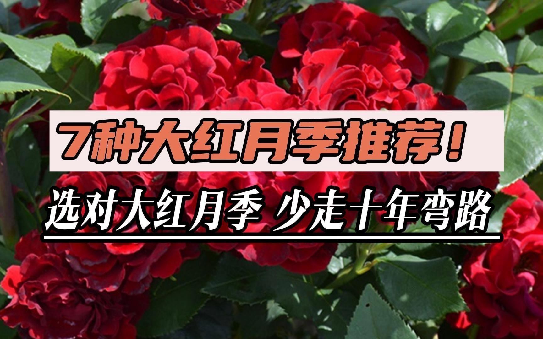 十大公認最好紅色月季品種