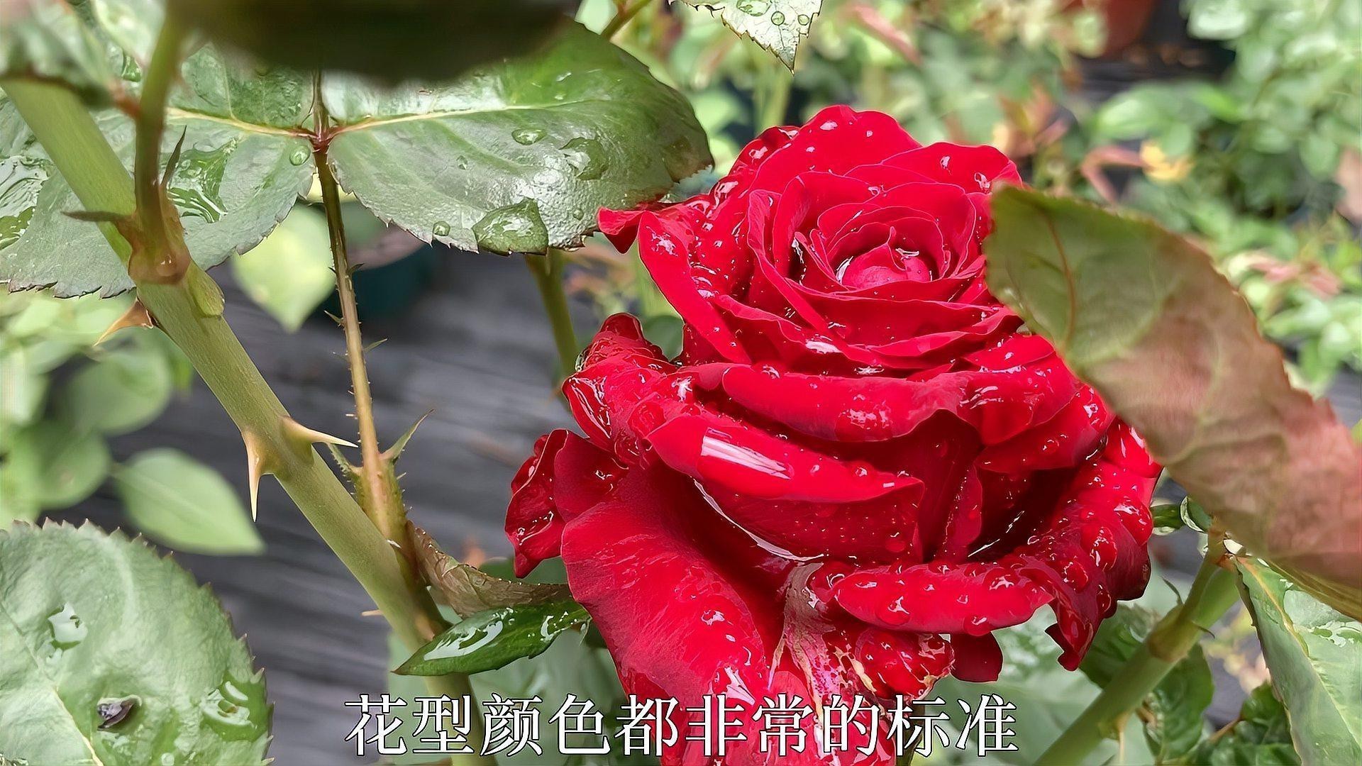 十大公認最好紅色月季品種