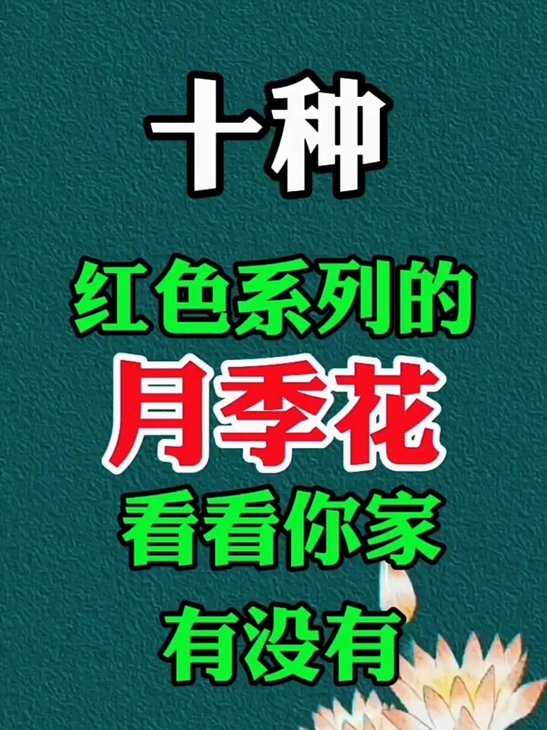 十大公認最好紅色月季品種