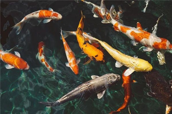 一進門看見魚就斷是吉兆嗎