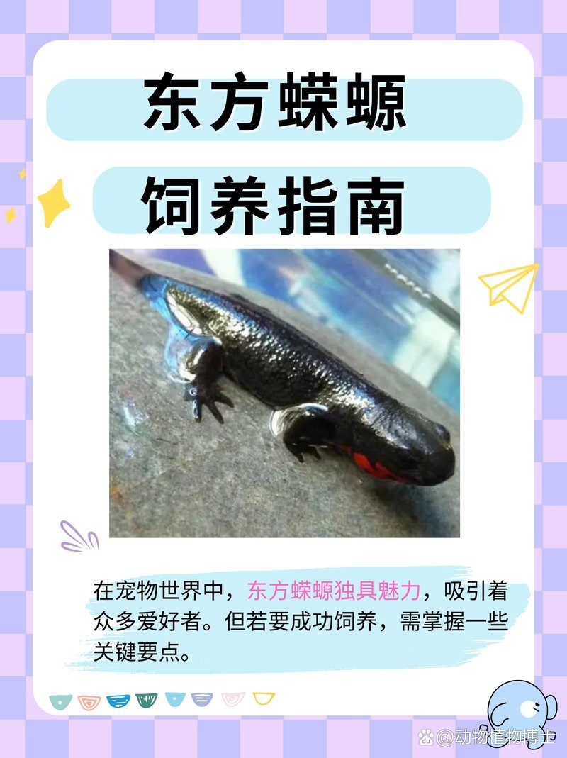 蠑螈要怎么養才能養活