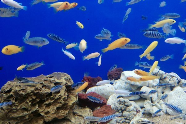 水族館加盟連鎖十大排行榜