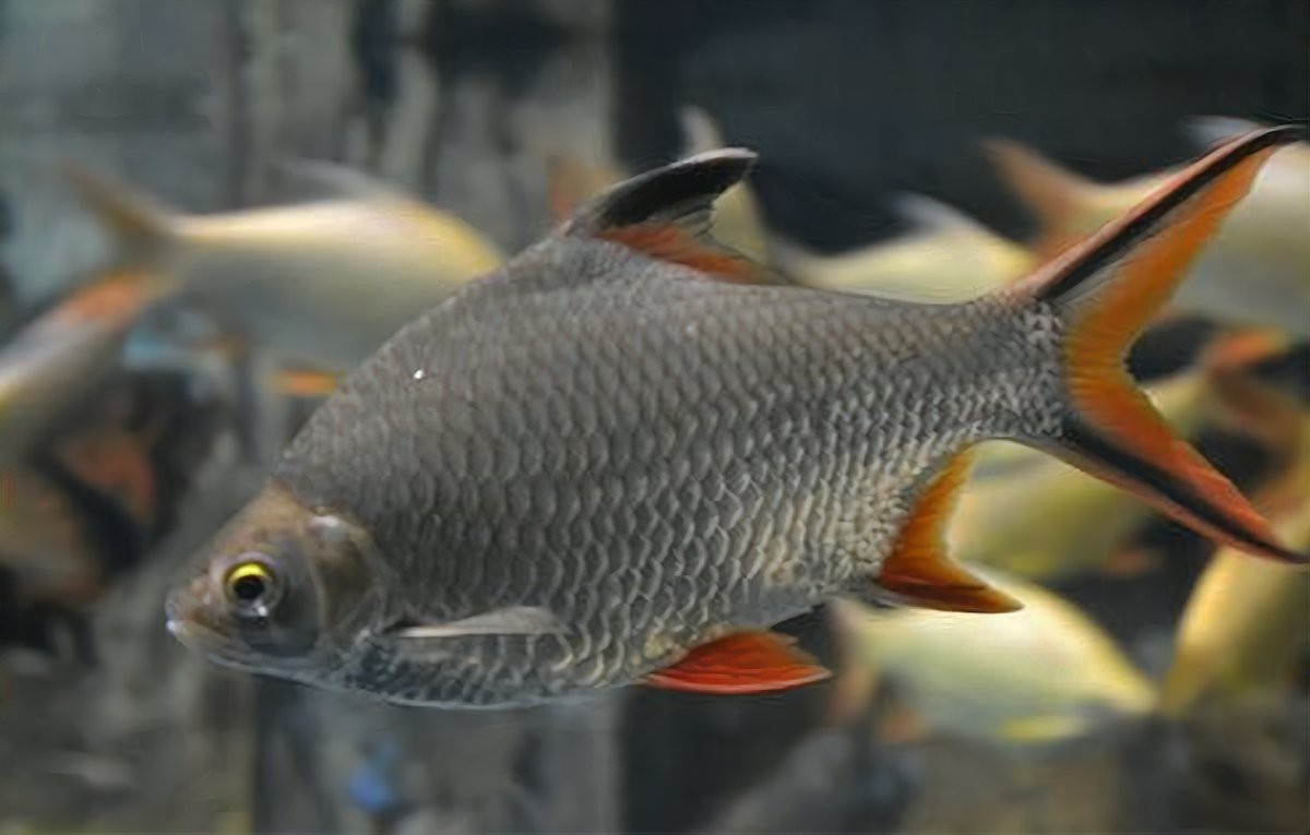 雙線側魚混養最忌三種魚