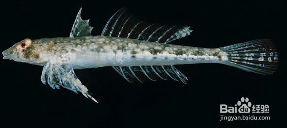 雙線側魚混養最忌三種魚