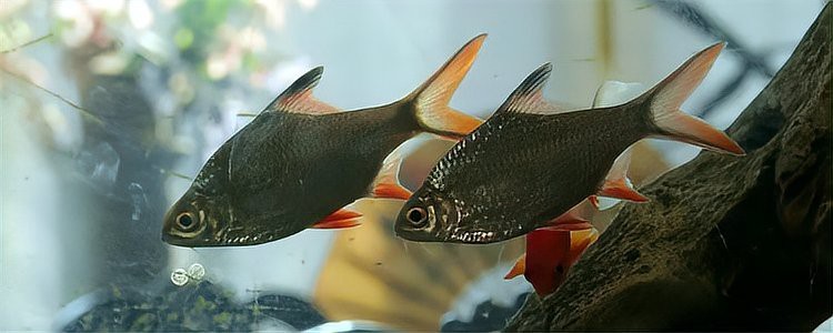 雙線側魚混養最忌三種魚