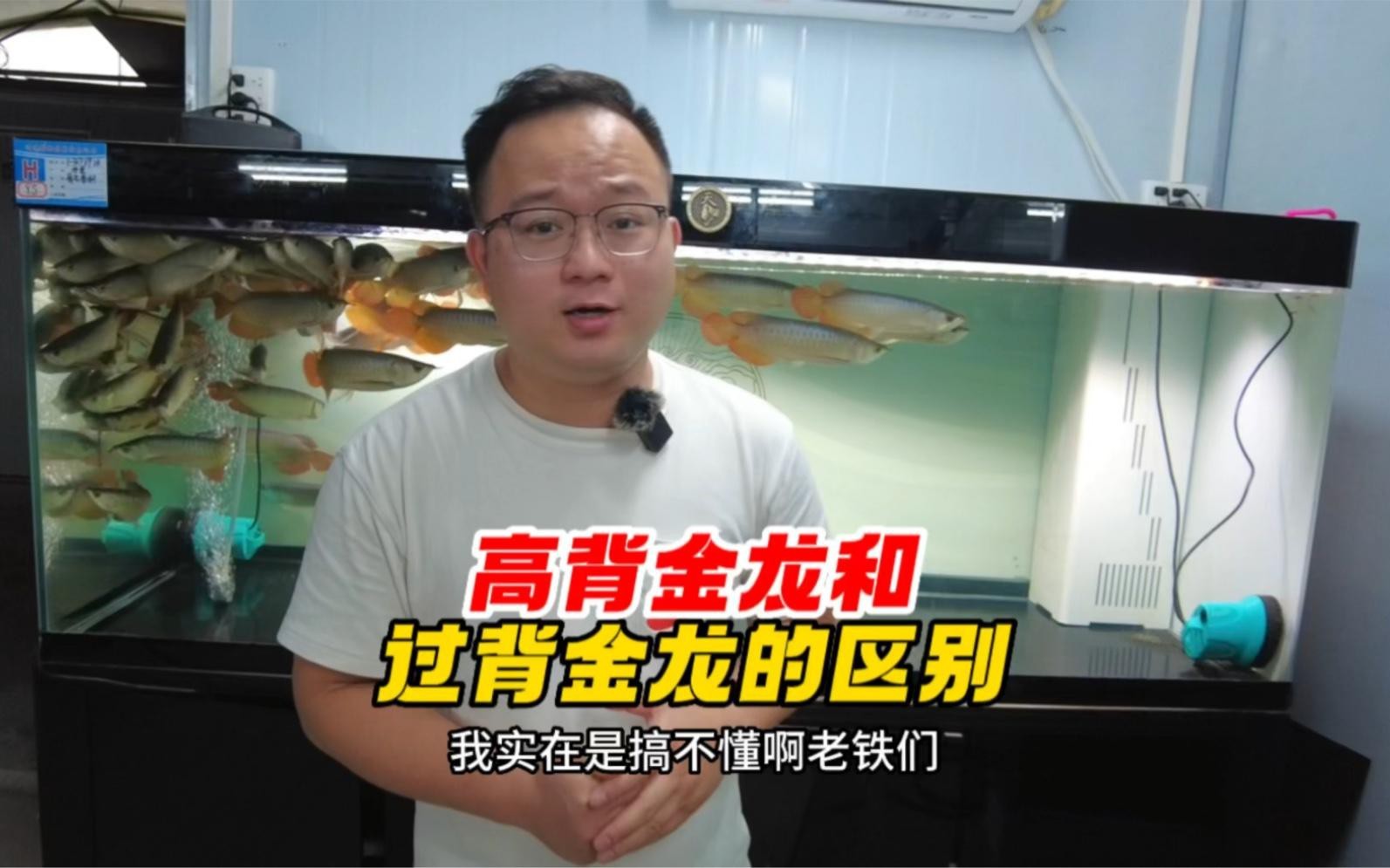 金龍魚精品圖片高清版