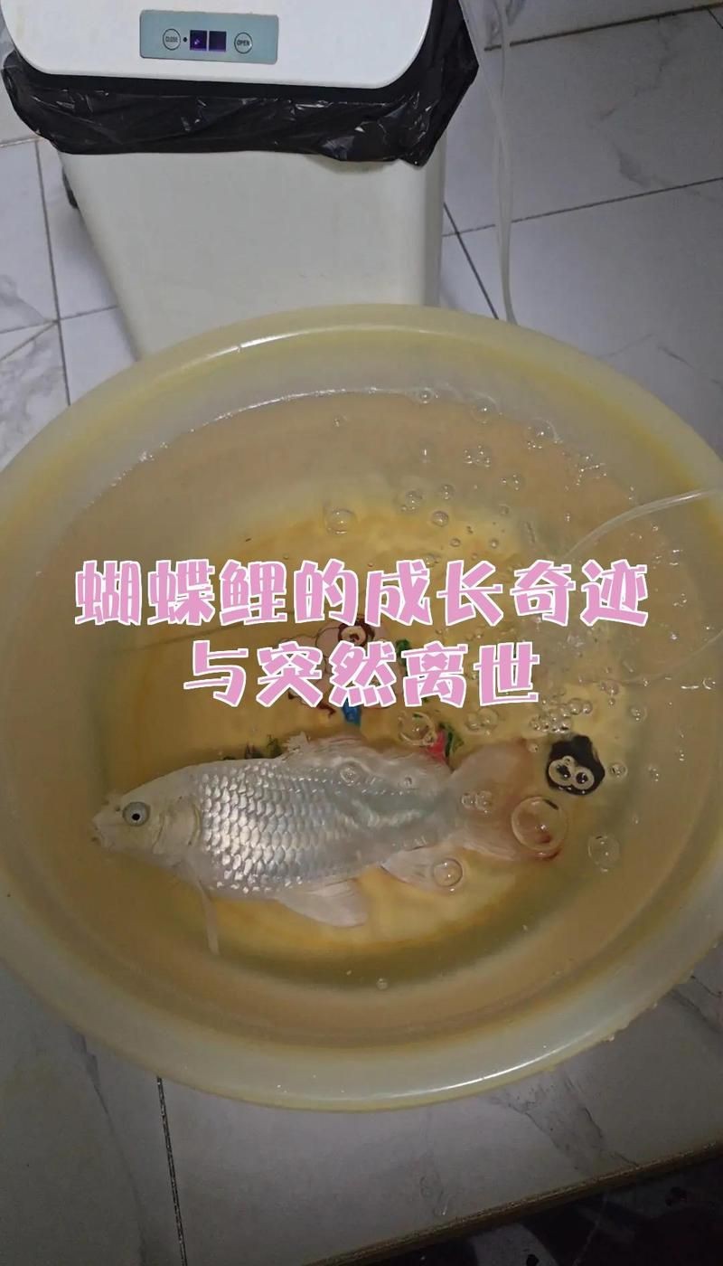 蝴蝶鯉6cm多久才長大 蝴蝶鯉6cm多久才長大 龍魚論壇 第5張