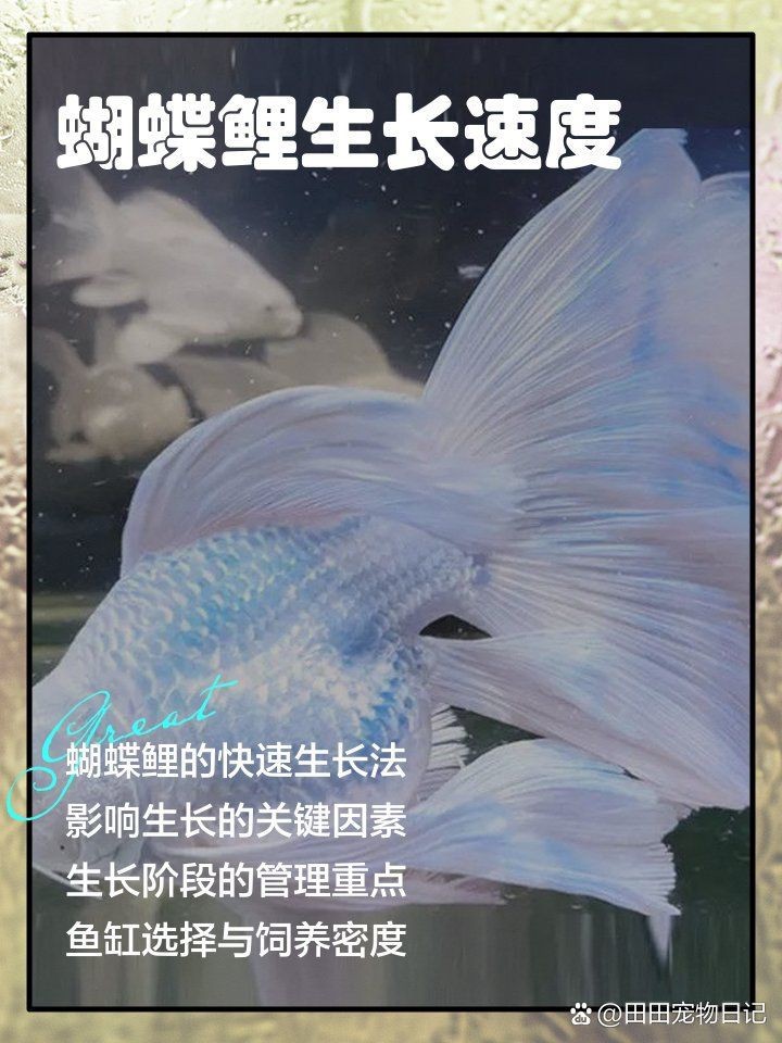 蝴蝶鯉6cm多久才長大 蝴蝶鯉6cm多久才長大 龍魚論壇 第1張