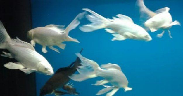 蝴蝶鯉6cm多久才長大 蝴蝶鯉6cm多久才長大 龍魚論壇 第3張