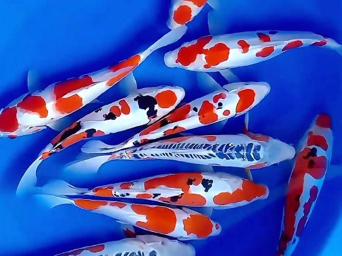 德國三色錦鯉圖片 德國三色錦鯉圖片 龍魚論壇 第4張