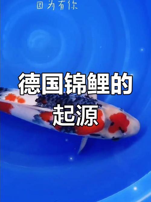 德國三色錦鯉圖片 德國三色錦鯉圖片 龍魚論壇 第9張