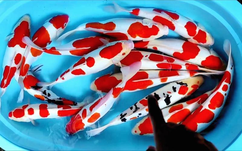 德國三色錦鯉圖片 德國三色錦鯉圖片 龍魚論壇 第11張