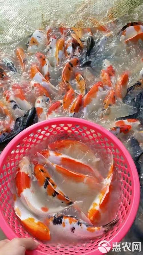 德國三色錦鯉圖片 德國三色錦鯉圖片 龍魚論壇 第14張