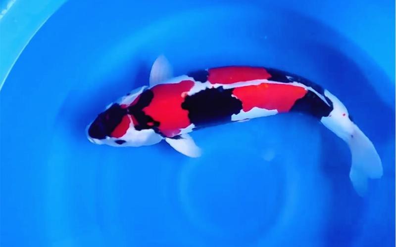 德國三色錦鯉圖片 德國三色錦鯉圖片 龍魚論壇 第15張