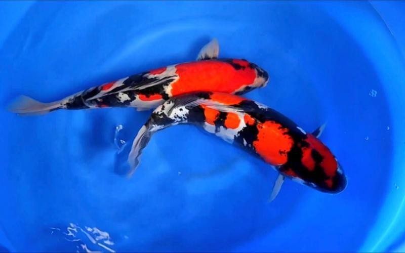 德國三色錦鯉圖片 德國三色錦鯉圖片 龍魚論壇 第12張