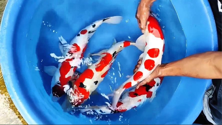 德國三色錦鯉圖片 德國三色錦鯉圖片 龍魚論壇 第13張