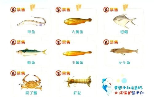 什么魚國(guó)家禁止食用 什么魚國(guó)家禁止食用 龍魚論壇 第4張