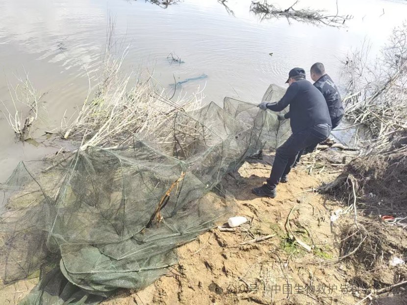什么魚國家禁止食用