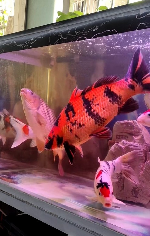 龍魚眼睛白點：龍魚眼睛出現白點可能是由于以下幾種情況采取處理方法