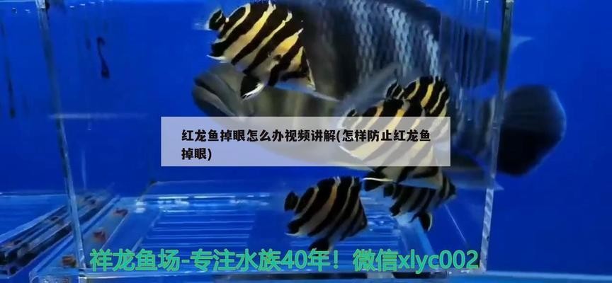 永清縣魚樂圈水族館（永清縣魚樂圈水族館電話）