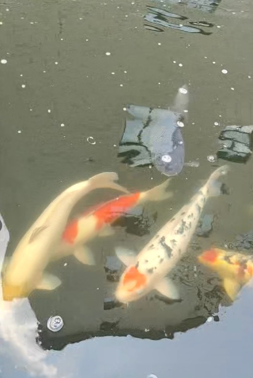 這魚怎么樣/