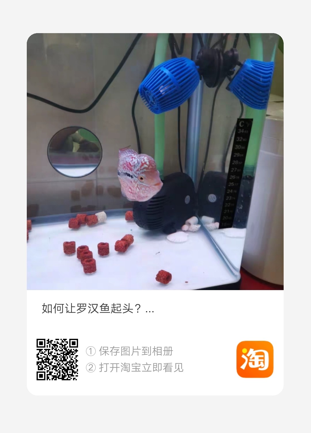 金龍魚市場價多少錢