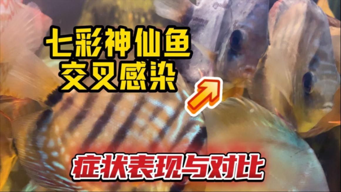交叉感染后龍魚能自愈嗎？