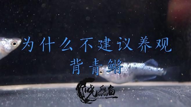 觀背青鳉為什么不建議養