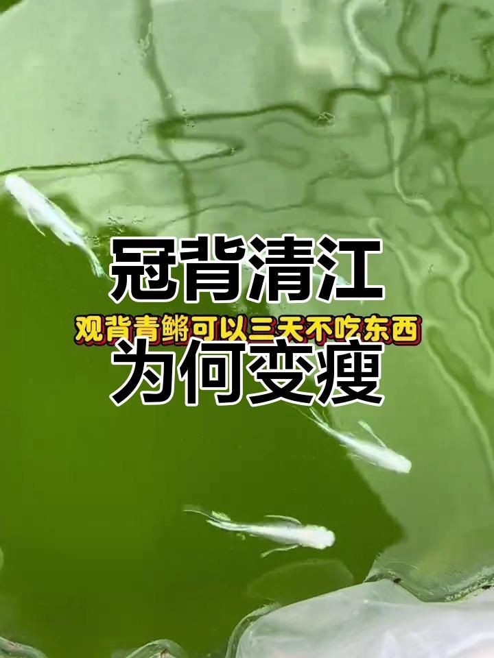 觀背青鳉為什么不建議養