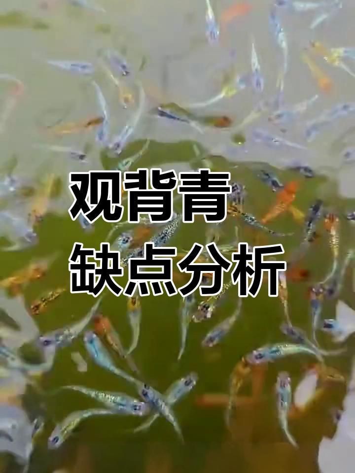 觀背青鳉為什么不建議養
