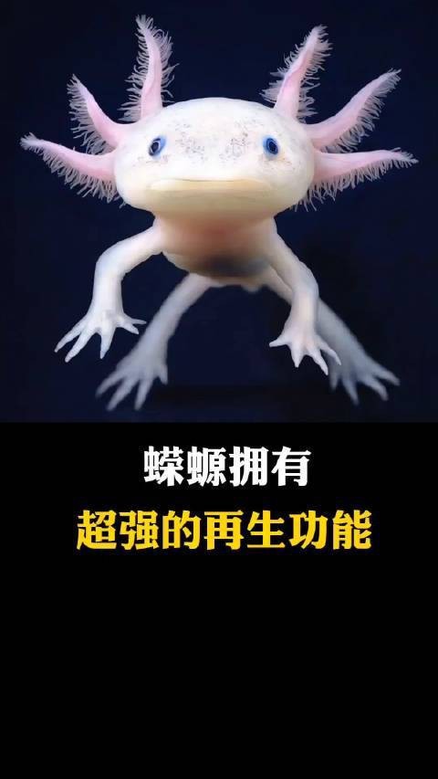 蠑螈腿爛了能自愈嗎 蠑螈腿爛了能自愈嗎 龍魚論壇 第1張