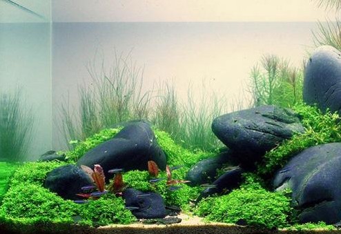 <strong><mark>北京</mark></strong>紅龍魚婚禮宴會中心地址查詢電話（紅龍魚婚慶公司口碑如何）