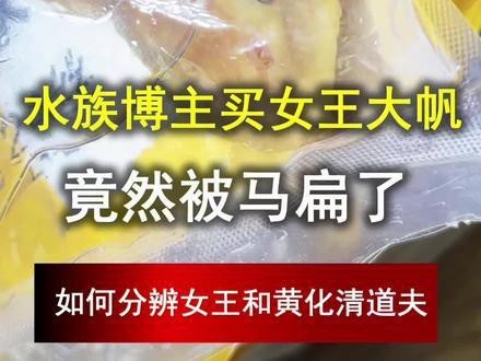 女王大帆公母最簡單辨認 女王大帆公母最簡單辨認 龍魚論壇 第4張