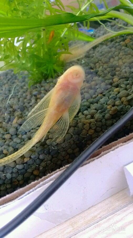 女王大帆公母最簡單辨認 女王大帆公母最簡單辨認 龍魚論壇 第1張