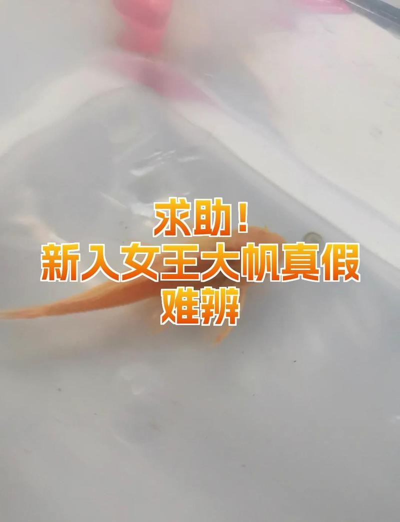 女王大帆公母最簡單辨認 女王大帆公母最簡單辨認 龍魚論壇 第5張