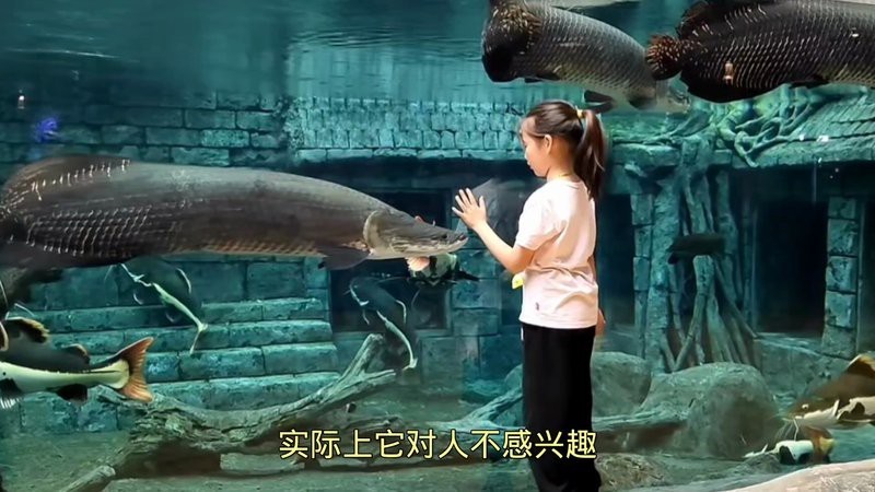 巨骨舌魚吃人嗎 巨骨舌魚吃人嗎 龍魚論壇 第11張
