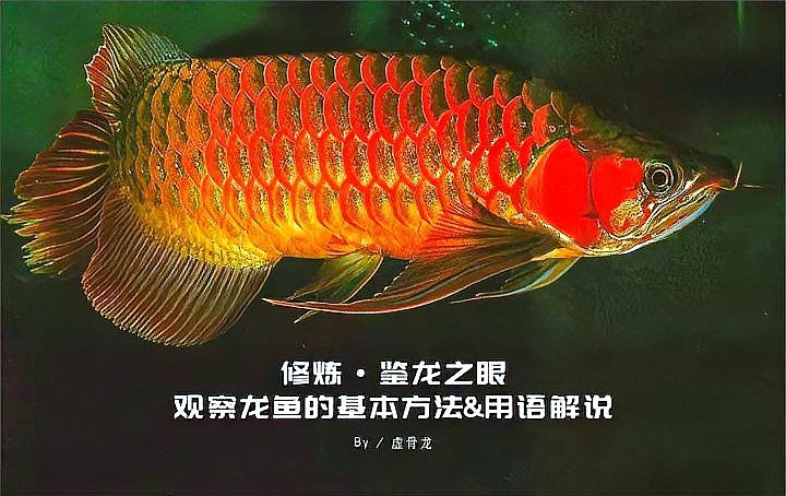 紅龍魚幼苗長什么樣