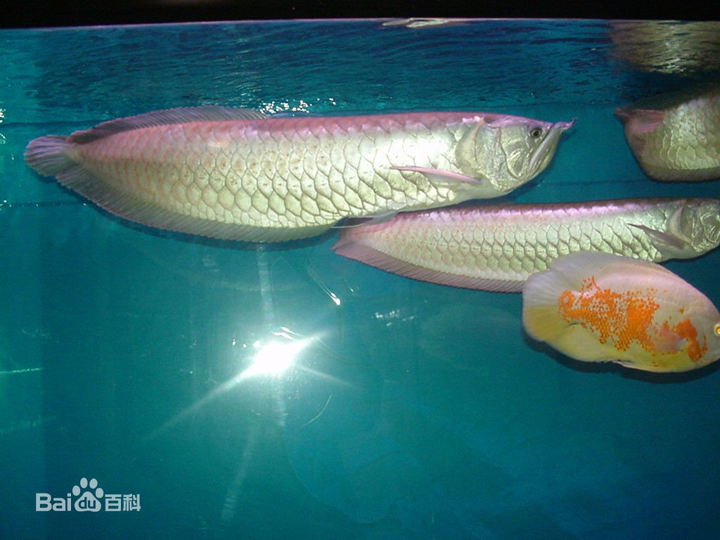 銀龍魚圖片大全大圖公母分辨(銀龍魚圖片大全大圖公母分辨圖) 銀龍魚圖片大全大圖公母分辨(銀龍魚圖片大全大圖公母分辨圖) 銀龍魚百科 第1張
