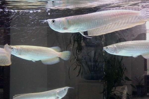 銀龍魚圖片大全大圖公母分辨(銀龍魚圖片大全大圖公母分辨圖) 銀龍魚圖片大全大圖公母分辨(銀龍魚圖片大全大圖公母分辨圖) 銀龍魚百科 第2張