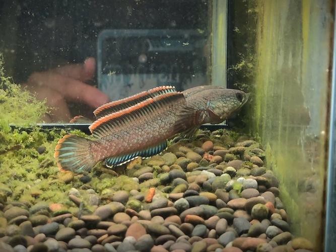 海南雷龍魚品種大全圖